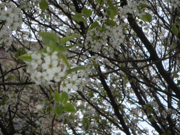 plumtree2.JPG