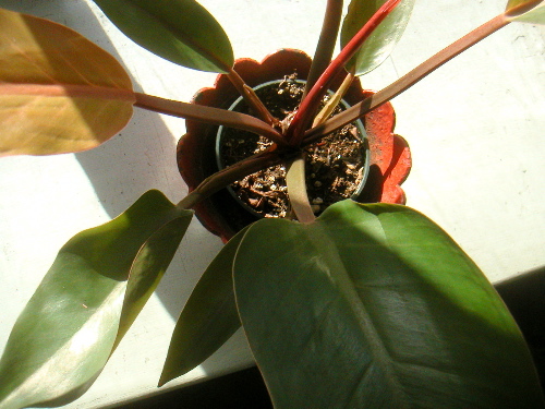 redpotplant.jpg