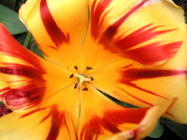 tulipredyellow.jpg