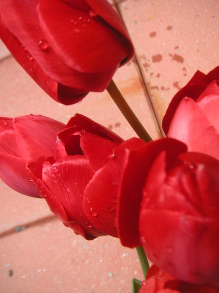 tulipsred.jpg