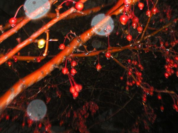 wetberries140CadmanPlzW.jpg