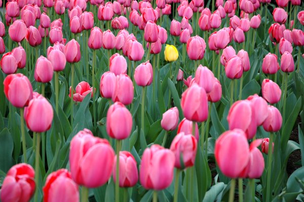 yellowtulip.jpg