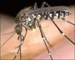 globalwarmingmosquito.jpg