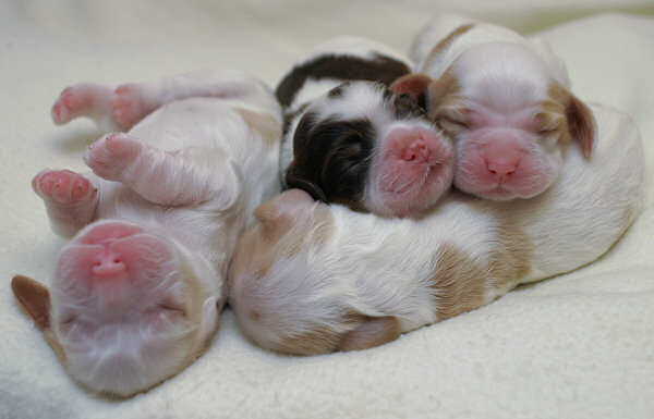 puppies2X.jpg